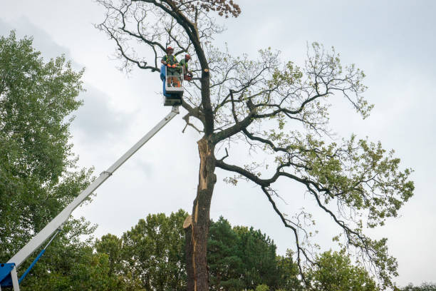 Reliable Burlington, VT Tree Service Solutions